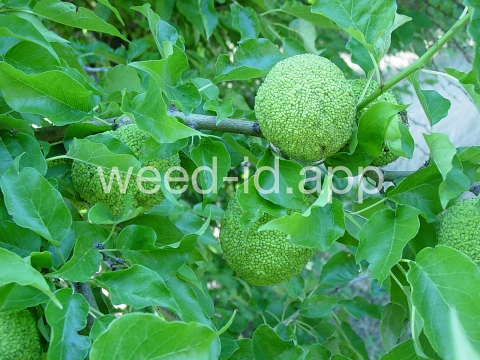 Osage-orange